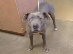 Shelter Stray Female Dog last seen MIDDLE RIVER CT/SUNRISE GREENS DR, SACRAMENTO CA 95828, 3839 Bradshaw Rd, Sacramento, CA 95827, USA