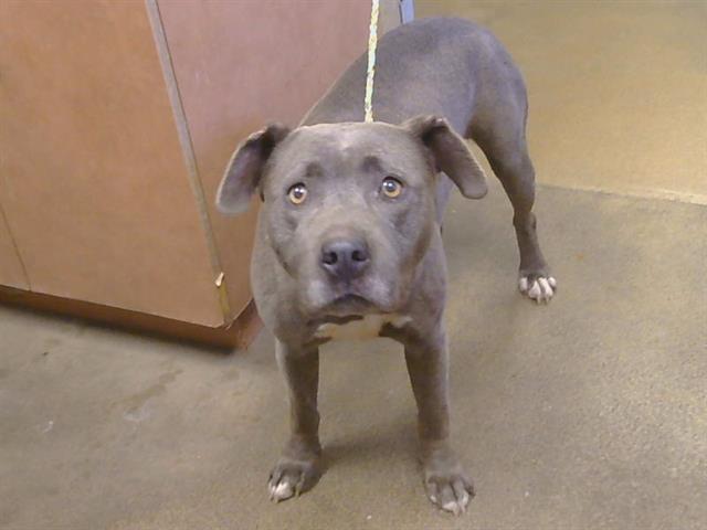 Shelter Stray Female Dog last seen MIDDLE RIVER CT/SUNRISE GREENS DR, SACRAMENTO CA 95828, 3839 Bradshaw Rd, Sacramento, CA 95827, USA