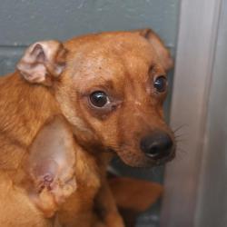 Shelter Stray Male Dog last seen Near BLOCK W SALINAS, 4710 TX-151, San Antonio, TX 78227, USA