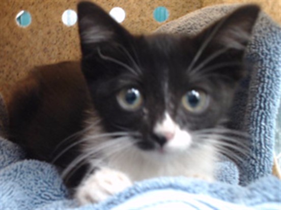 Shelter Stray Female Cat last seen , 11258 Garfield Ave, Downey, CA 90242, USA