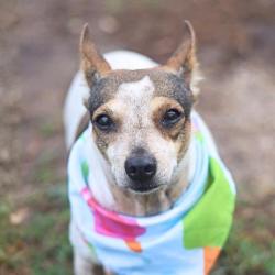 Shelter Stray Female Dog last seen N SAN BERNARDO, 4710 TX-151, San Antonio, TX 78227, USA