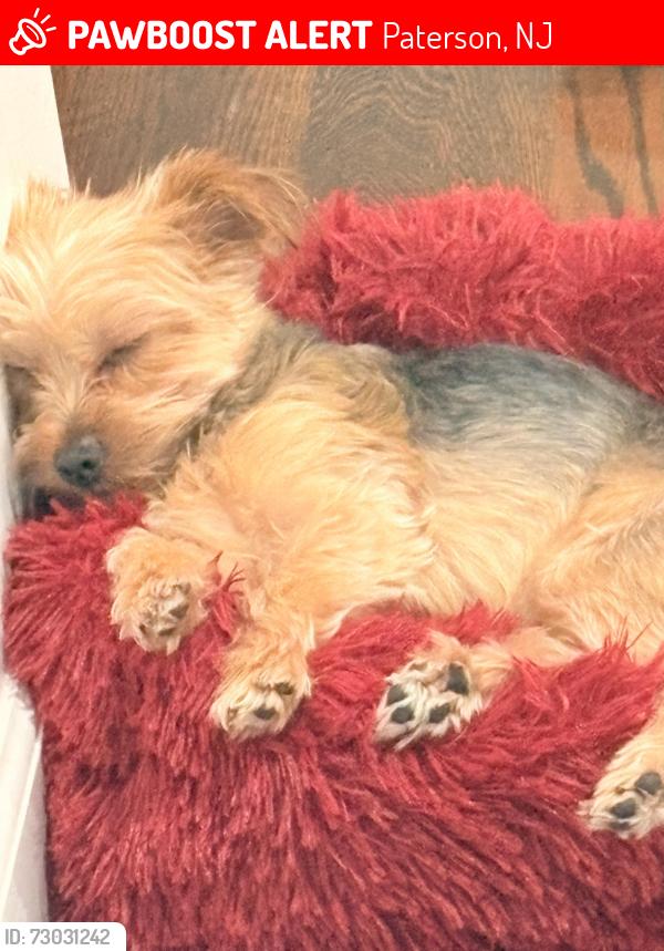 Lost Female Dog last seen 22nd st 14th ave, Paterson, NJ 07514
