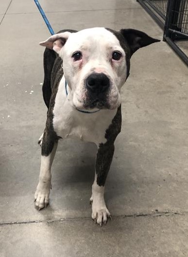 Shelter Stray Male Dog last seen Near BLOCK N FIRST ST, FRESNO CA 93703 2304, 5277 E Airways Blvd, Fresno, CA 93727, USA