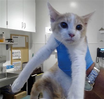 Shelter Stray Male Cat last seen LIBSON BTWN PERSIA AND RUSSIA, 1419 Bryant St, San Francisco, CA 94103, USA