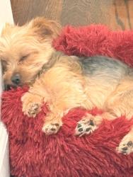 Lost Female Dog last seen 22nd st 14th ave, Paterson, NJ 07514