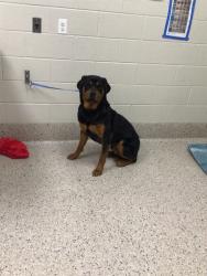 Shelter Stray Male Dog last seen Near BLOCK OGDEN CT, 12155 Park Blvd, Brighton, CO 80601, USA