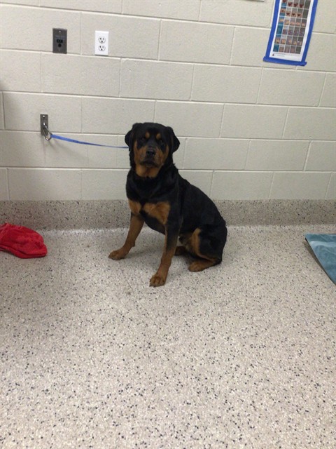 Shelter Stray Male Dog last seen Near BLOCK OGDEN CT, 12155 Park Blvd, Brighton, CO 80601, USA