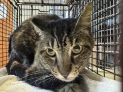 Shelter Stray Male Cat last seen , 957 N Gaffey St, San Pedro, CA 90731, USA