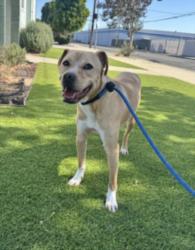 Shelter Stray Female Dog last seen , West Valley Animal Shelter, 20655 Plummer St, Chatsworth, CA 91311, USA