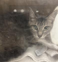Shelter Stray Female Cat last seen , 957 N Gaffey St, San Pedro, CA 90731, USA