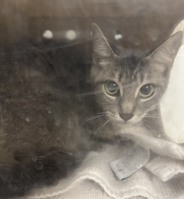 Shelter Stray Female Cat last seen , 957 N Gaffey St, San Pedro, CA 90731, USA