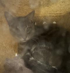 Shelter Stray Male Cat last seen , 957 N Gaffey St, San Pedro, CA 90731, USA