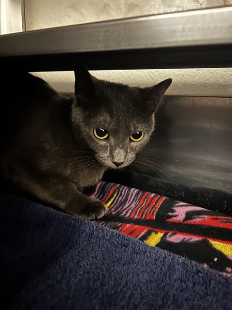 Shelter Stray Female Cat last seen BROADWAY & MASSACHUSETTS, 130 Beyer Way, Chula Vista, CA 91911, USA
