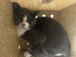 Shelter Stray Unknown Cat last seen , 1601 Eubanks Rd, Chapel Hill, NC 27516, USA