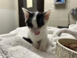 Shelter Stray Male Cat last seen , 1601 Eubanks Rd, Chapel Hill, NC 27516, USA