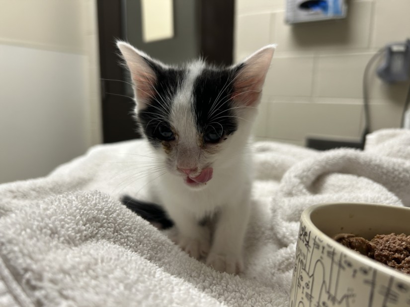 Shelter Stray Male Cat last seen , 1601 Eubanks Rd, Chapel Hill, NC 27516, USA