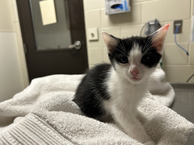 Shelter Stray Male Cat last seen , 1601 Eubanks Rd, Chapel Hill, NC 27516, USA