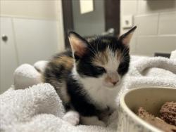 Shelter Stray Female Cat last seen , 1601 Eubanks Rd, Chapel Hill, NC 27516, USA