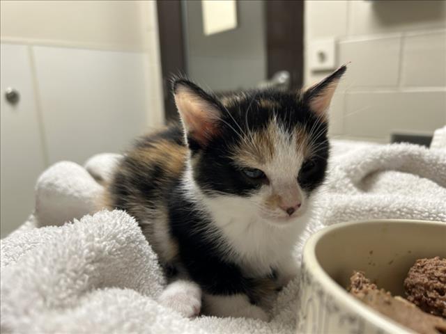 Shelter Stray Female Cat last seen , 1601 Eubanks Rd, Chapel Hill, NC 27516, USA