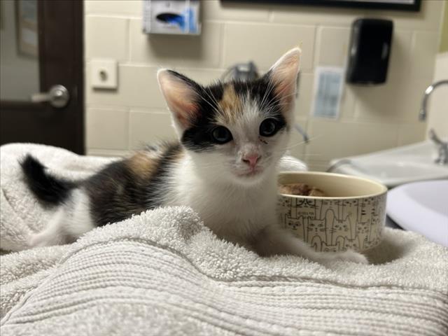 Shelter Stray Female Cat last seen , 1601 Eubanks Rd, Chapel Hill, NC 27516, USA