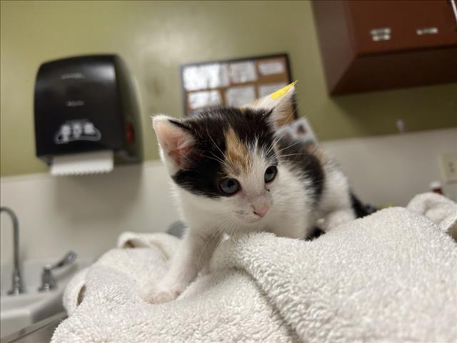 Shelter Stray Female Cat last seen , 1601 Eubanks Rd, Chapel Hill, NC 27516, USA