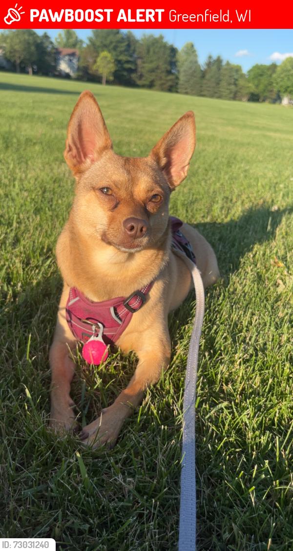 Lost Female Dog last seen 39th and college , Greenfield, WI 53221