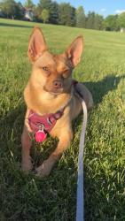 Lost Female Dog last seen 39th and college , Greenfield, WI 53221