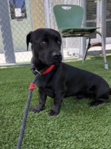 Shelter Stray Male Dog last seen , 1850 W 60th St, Los Angeles, CA 90047, USA