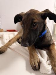 Shelter Stray Female Dog last seen , 1850 W 60th St, Los Angeles, CA 90047, USA