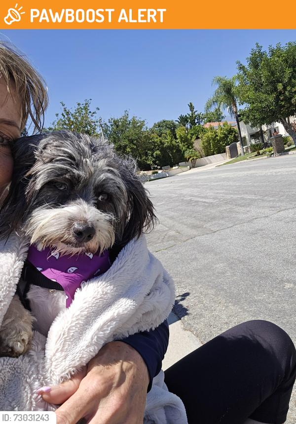 Found/Stray Male Dog last seen Mountain and 14th, Los Angeles County, CA 91784