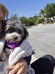 Found/Stray Male Dog last seen Mountain and 14th, Los Angeles County, CA 91784
