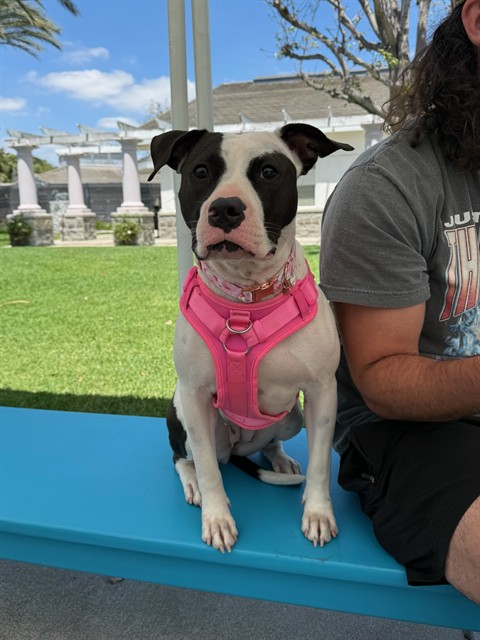 Shelter Stray Female Dog last seen Near BLK TEMPLE AVE, SIGNAL HILL, CA 90755, Long Beach, CA 90755, USA