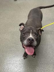 Shelter Stray Female Dog last seen Near BLOCK OF  MORNING LAKE DR, LAS VEGAS NV 89131, 655 N Mojave Rd, Las Vegas, NV 89101, USA
