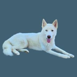Shelter Stray Male Dog last seen Near BLOCK 5TH AVE, ARVIN CA 93203, 3951 Fruitvale Ave, Bakersfield, CA 93308, USA