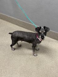 Shelter Stray Female Dog last seen STEWART AVE & SIR GEORGE DR, 655 N Mojave Rd, Las Vegas, NV 89101, USA
