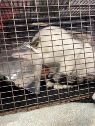 Shelter Stray Female Cat last seen Near BLOCK BENTLEY PT, COLORADO SPRINGS CO 80916, 610 Abbot Ln, Colorado Springs, CO 80905, USA