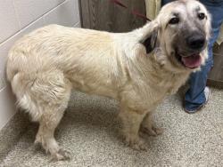 Shelter Stray Female Dog last seen Near BLOCK J D JOHNSON RD, PEYTON CO 80831, 610 Abbot Ln, Colorado Springs, CO 80905, USA