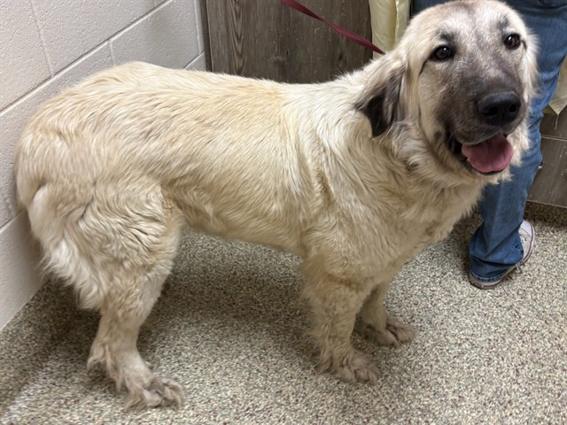 Shelter Stray Female Dog last seen Near BLOCK J D JOHNSON RD, PEYTON CO 80831, 610 Abbot Ln, Colorado Springs, CO 80905, USA