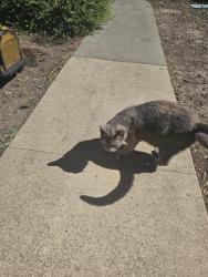 Shelter Stray Female Cat last seen 5TH ST & VALLEJO WAY, 2127 Front St, Sacramento, CA 95818, USA