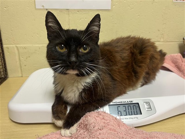 Shelter Stray Female Cat last seen STOCKTON BLVD & 12TH AVE, 2127 Front St, Sacramento, CA 95818, USA