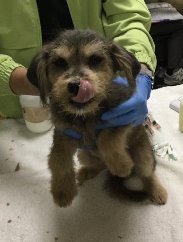 Shelter Stray Female Dog last seen Near BLOCK TWINING ST, RIVERSIDE CA 92509, 6851 Van Buren Boulevard, Jurupa Valley, CA 92509, USA