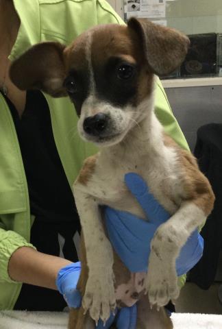 Shelter Stray Male Dog last seen Near BLOCK TWINING ST, RIVERSIDE CA 92509, 6851 Van Buren Boulevard, Jurupa Valley, CA 92509, USA