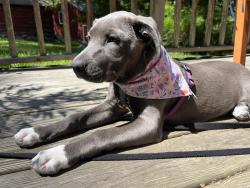 Reunited Female Dog last seen Reynolds’s rd and NY 212, Shady, NY 12409