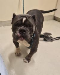 Shelter Stray Female Dog last seen UNKOWN, 1950 Stevenson Blvd, Fremont, CA 94538, USA