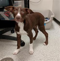 Shelter Stray Male Dog last seen CADURA CIR / ELK GROVE FLORIN RD, 9150 Union Park Way, Elk Grove, CA 95624, USA