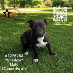 Shelter Stray Male Dog last seen , 3201 Lacy St, Los Angeles, CA 90031, USA