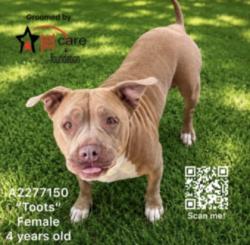 Shelter Stray Female Dog last seen , 3201 Lacy St, Los Angeles, CA 90031, USA