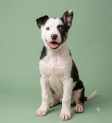 Shelter Stray Male Dog last seen 103RD ST, 2020 Forest St, Jacksonville, FL 32204, USA