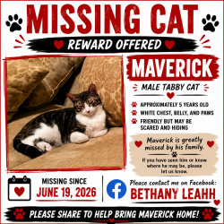 Lost Male Cat last seen Bulverde rd , San Antonio, TX 78259