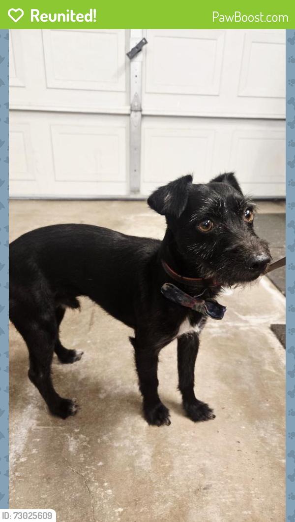 Reunited Male Dog last seen Lampson and Lewis, Garden Grove, CA 92840